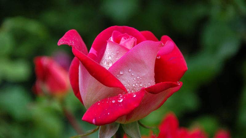Mercoledì 22 maggio 2024 –  Benedizione delle Rose – CRODO ORATORIO DELLA FERRERA